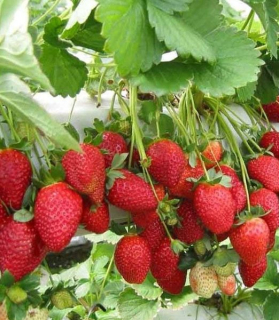 Fragaria 'Temptation' 